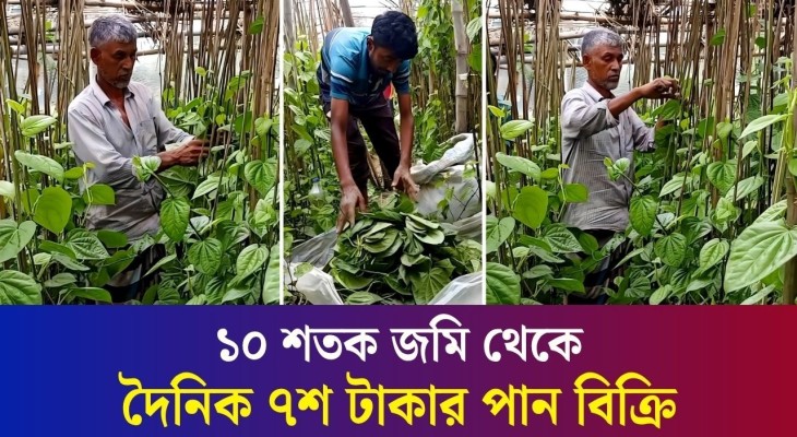 শ্বশুর বাড়ি ঘুরতে গিয়ে পান চাষ করে জীবন বদলালেন বগুড়ার মোরশেদ